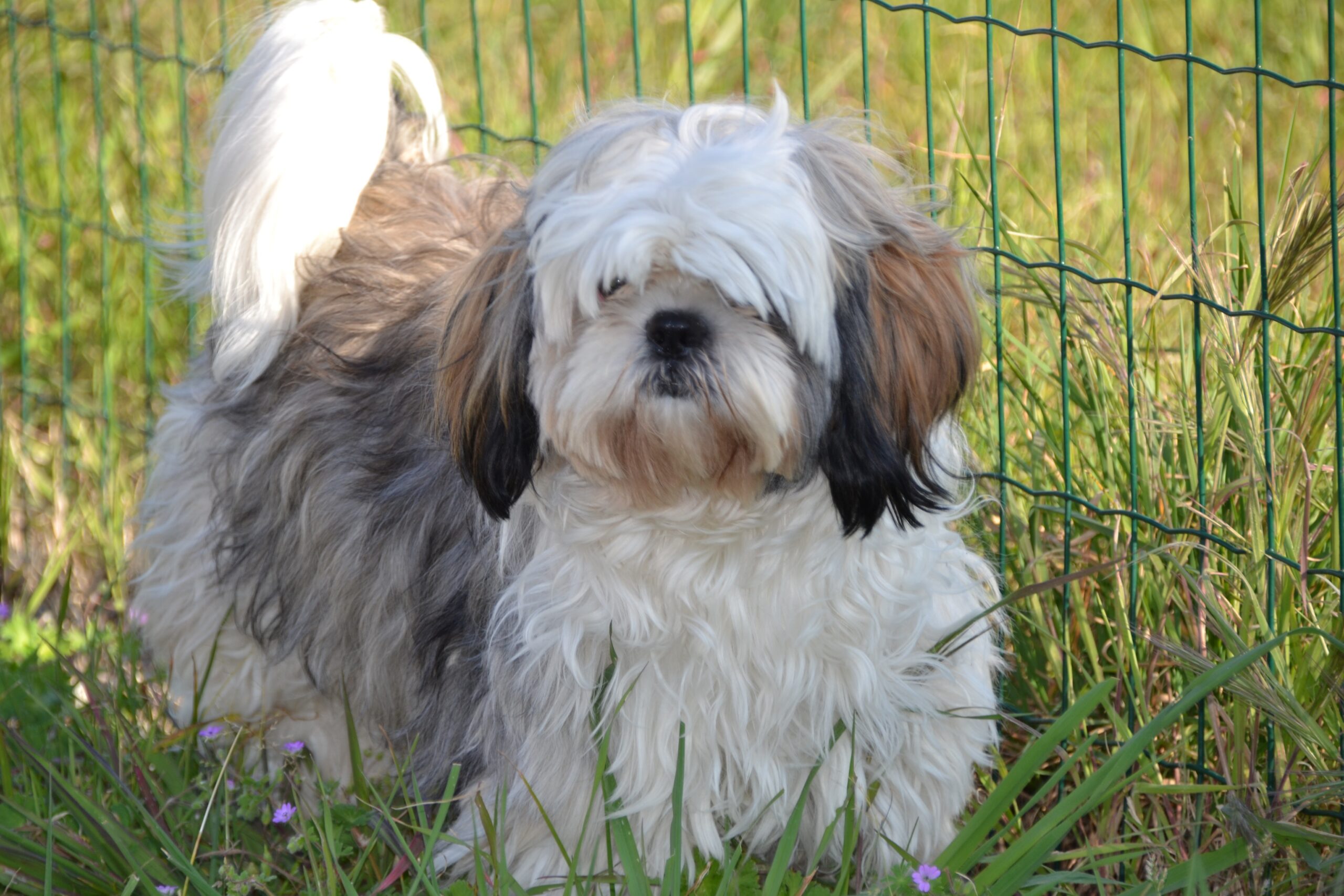sylviesi-shih-tzu-990986