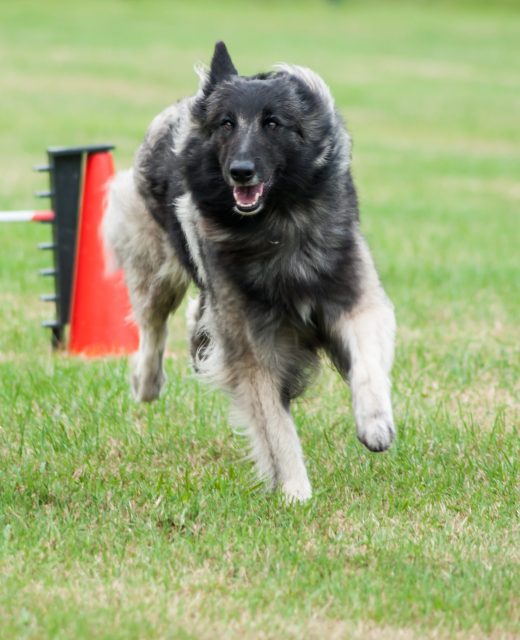 susanne906-dog-5563796