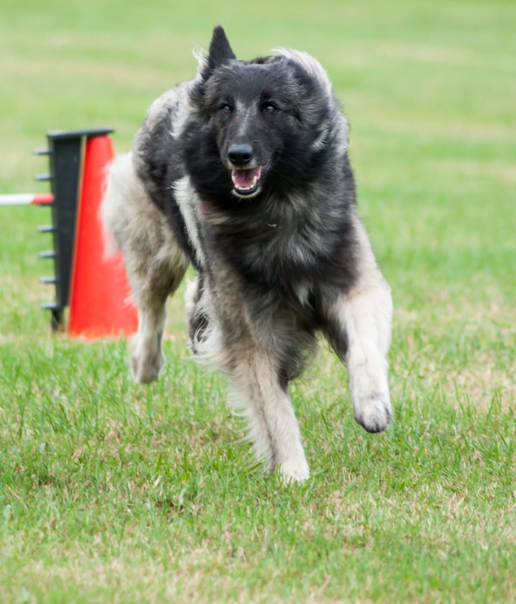 susanne906-dog-5563796