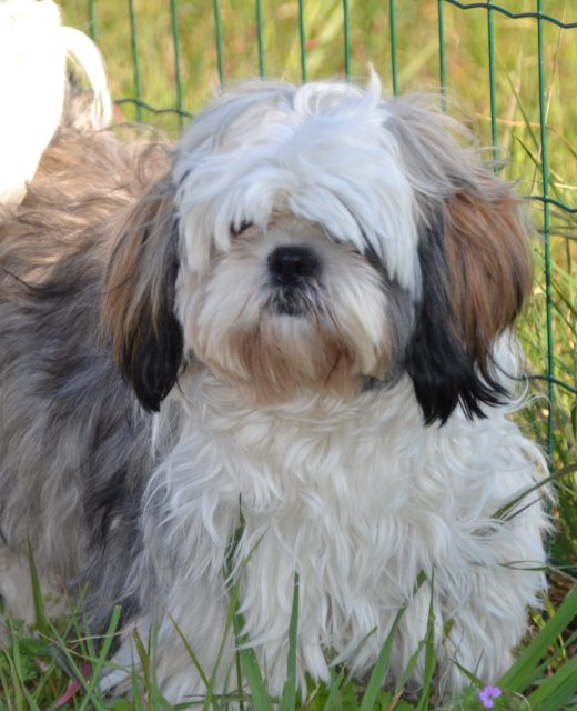 sylviesi-shih-tzu-990986
